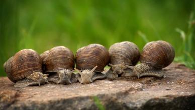 escargots