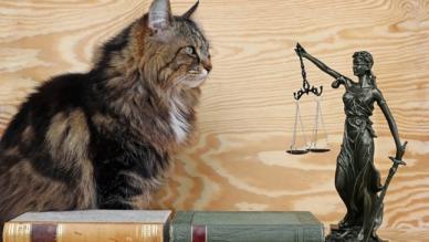 un chat et une statue représentant la justice