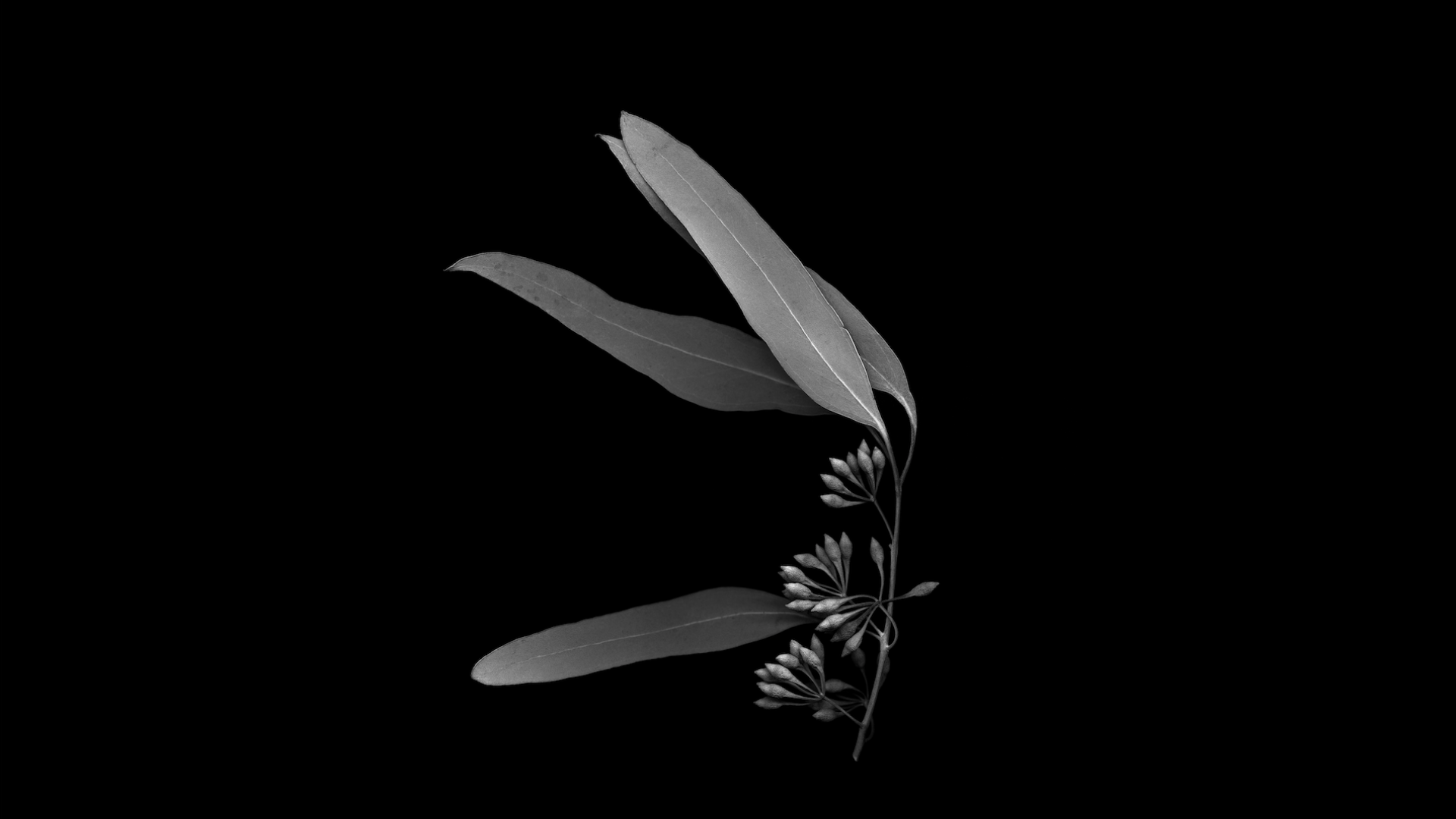 photo noir et blanc de clement verger