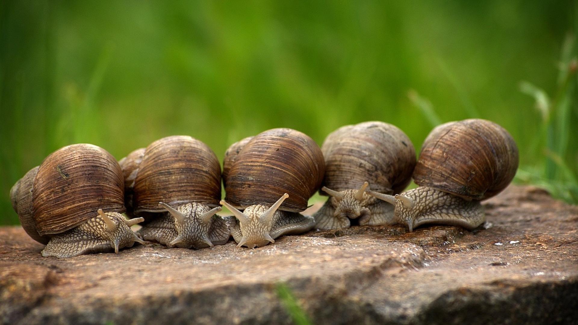 escargots